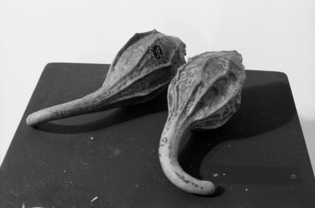 Hosho exhibited at Middle Tennessee Statue University in 1995 as part of Zimbabwean photographer Chicago Dzviti's "Spirit Talk" exhibit